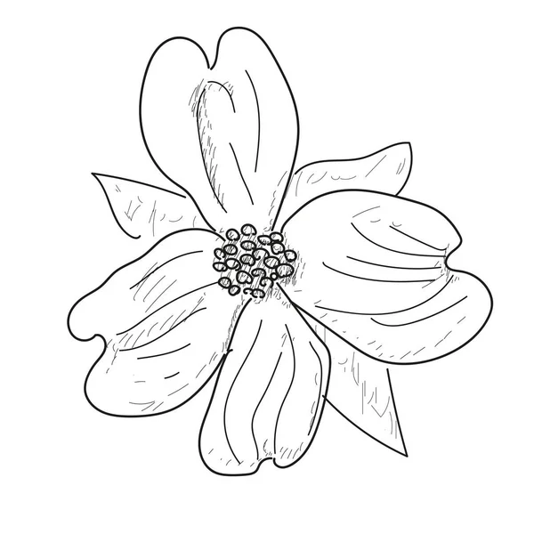 Croquis de fleurs isolées — Image vectorielle