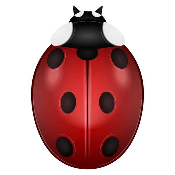 Geïsoleerde rode lieveheersbeestje afbeelding — Stockvector