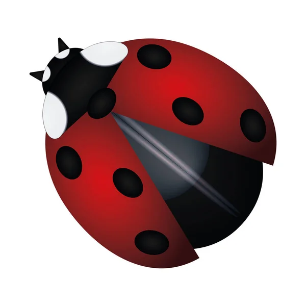 Geïsoleerde rode lieveheersbeestje afbeelding — Stockvector