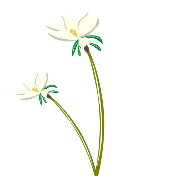 Vereinzelte Aquarellblume — Stockvektor