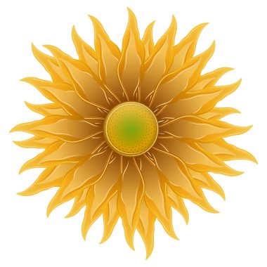 İzole edilmiş gerçekçi çiçek çizimi