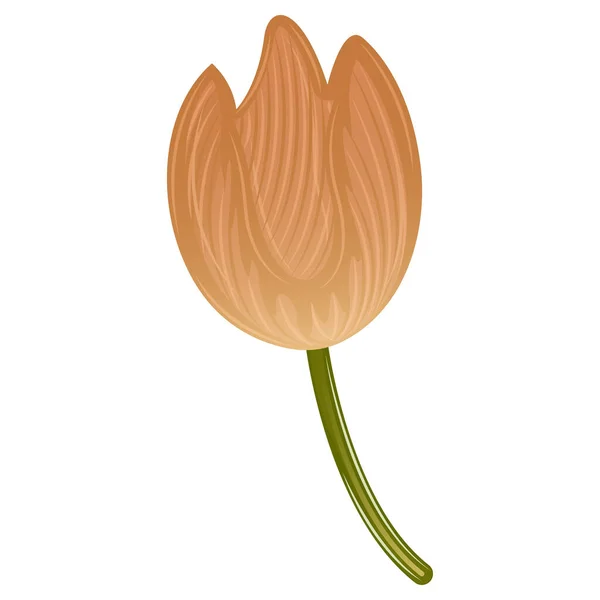 Illustration de fleurs isolées réalistes — Image vectorielle
