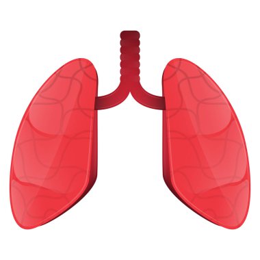 İzole ciğer görüntüsü