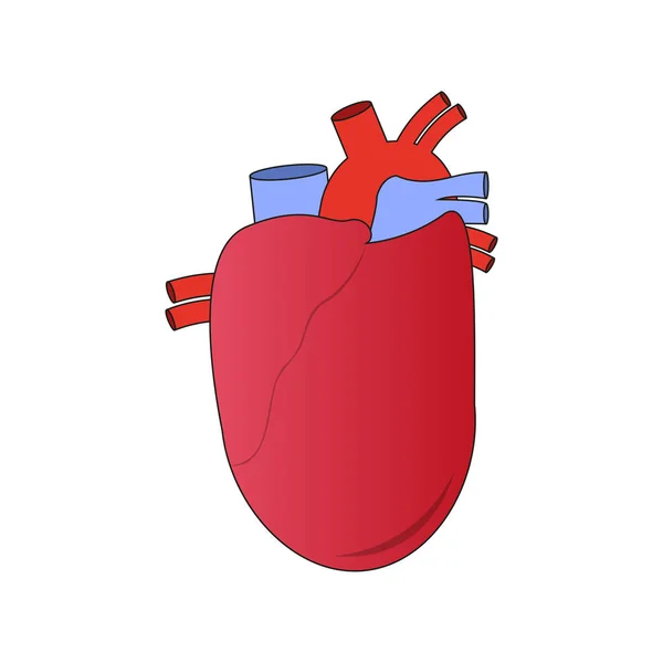 隔離された人間の心臓のアイコン — ストックベクタ
