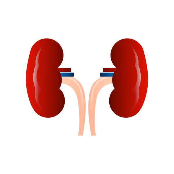 孤立腎臓のアイコン — ストックベクタ