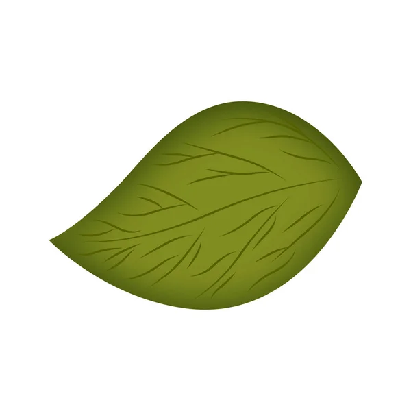 孤立的绿叶 — 图库矢量图片