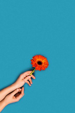 Mavi arka plan, eller ve bir çiçek..