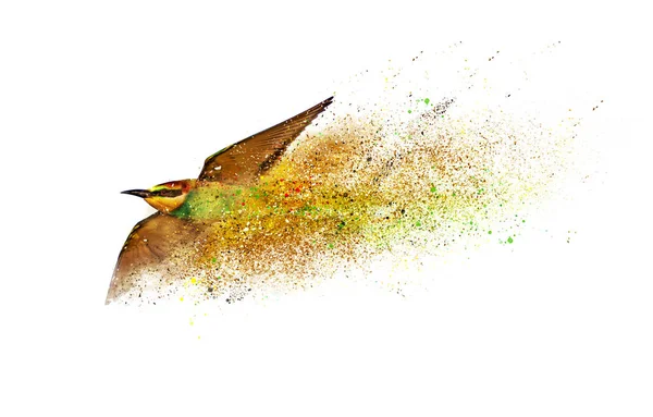 Des Oiseaux Dispersion Effet Éclaboussure Nature Abstraite Fond — Photo