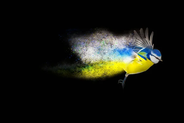 Birds Dispersion Splatter Effect Abstract Nature Background — 스톡 사진