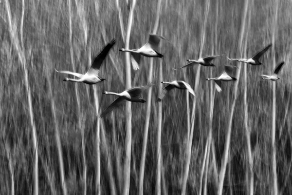 Kuşlar Hareket Doğa Bulanık Arkaplan — Stok fotoğraf