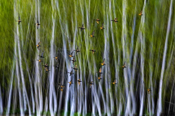 Pájaros Movimiento Naturaleza Borroso Fondo —  Fotos de Stock