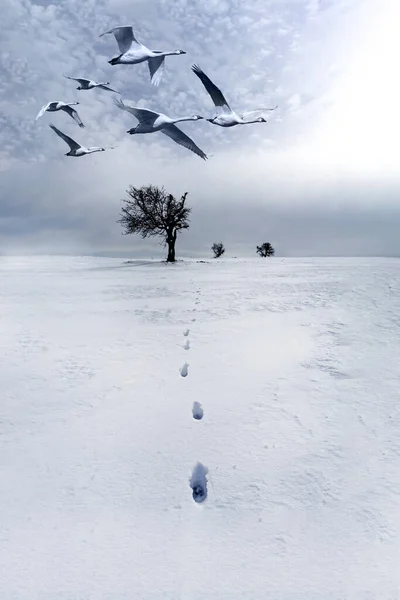 Χειμώνας Μόνο Δέντρα Και Πουλιά Λευκό Μπλε Φόντο Της Φύσης — Φωτογραφία Αρχείου
