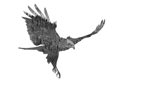 Flying Bird Double Exposure Effect White Background — 스톡 사진