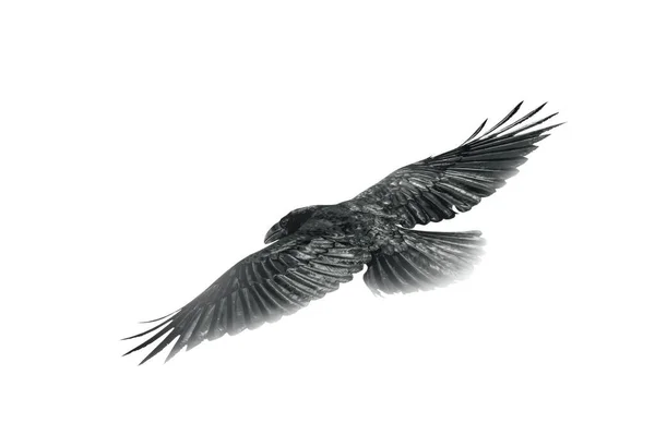 Літаючий Птах Чорно Біле Фото Білий Фон — стокове фото