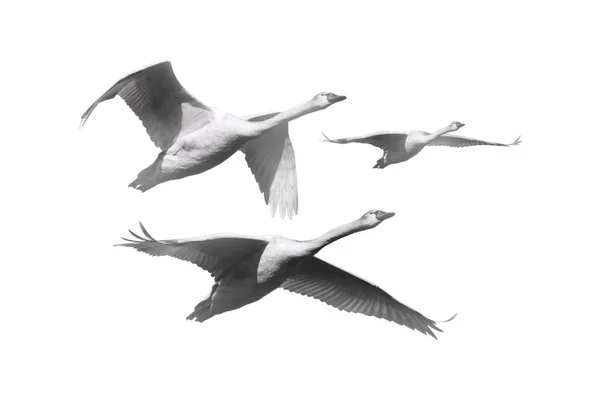 Pássaro Voador Foto Branca Preta Fundo Branco — Fotografia de Stock