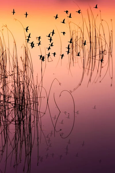Fåglar Flyger Skyn Färgglada Vatten Reflektion Bakgrund — Stockfoto