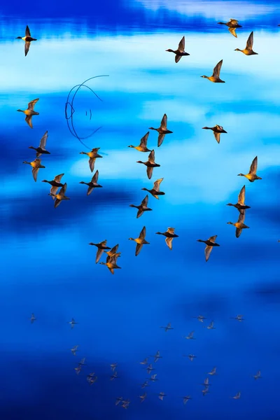 Birds are flying in the sky. Colorful water reflection background.