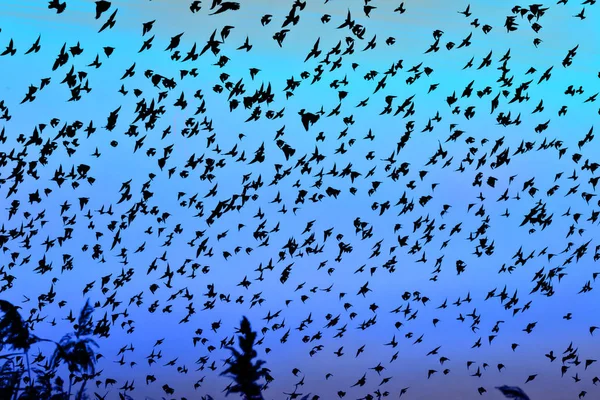 Birds are flying in the sky. Colorful water reflection background.