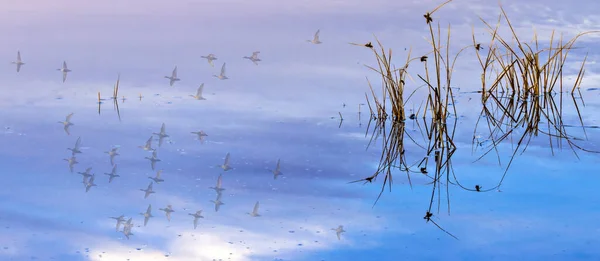 Vögel Fliegen Himmel Bunte Wasser Reflexion Hintergrund — Stockfoto