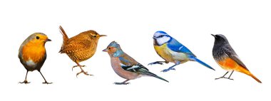 İzole kuş seti. Beyaz arka plan. Robin, Wren, Chaffinch, Blue Met, Black Redstart.