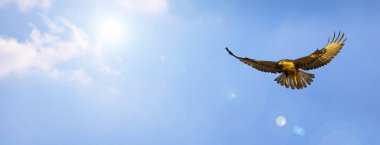 Yatay doğa afişi. Doğa temalı arkaplan