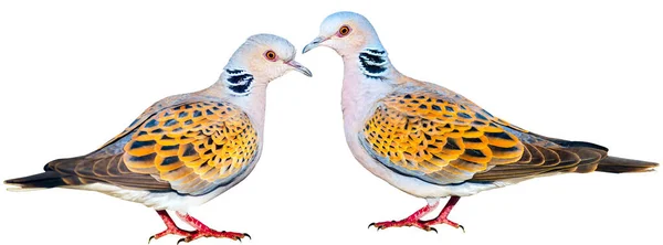 İzole kuş seti. Beyaz arka plan. Kuşlar: Kumru kaplumbağa.