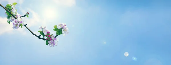 Horizontal nature banner. Nature themed background