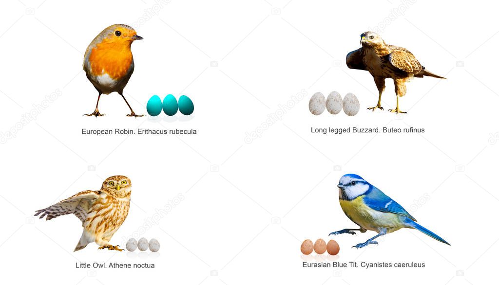 Birds and eggs. Isolated birds. White background.