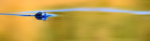 水平方向の自然バナー 野生生物と生息地 — ストック写真