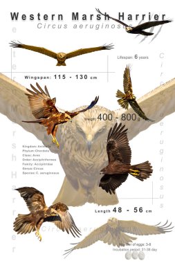 Kuş posteri. Kuş türleri hakkında bilgi. İzole edilmiş görüntüler. Beyaz arka plan. Batı Bataklık Harrier 'ı. Circus aeruginosus.