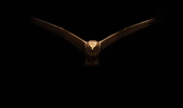 Мистецтво Природі Фотографія Точкове Світло Птахи Чорний Фон — стокове фото