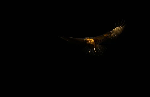 Мистецтво Природі Фотографія Точкове Світло Птахи Чорний Фон — стокове фото