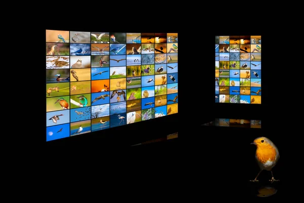 Television Screen Nature Photos Black Background — Stock Fotó