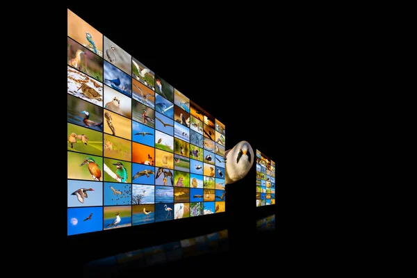 Television Screen Nature Photos Black Background — Stock Photo, Image