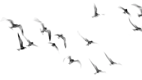 Ιπτάμενα Πουλιά Ιστορικό Αφηρημένης Φύσης — Φωτογραφία Αρχείου
