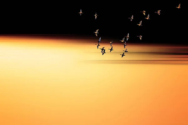 Zonsondergang Natuur Vliegende Vogels Natuur Achtergrond — Stockfoto