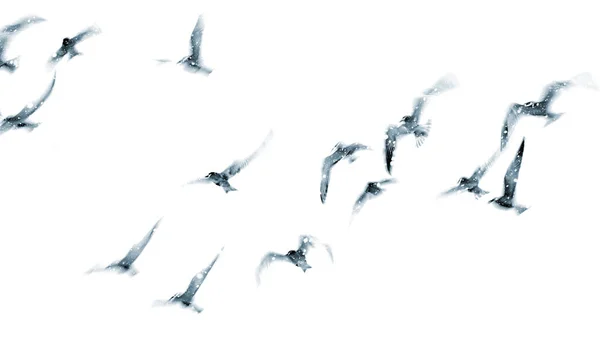Aves Voadoras Antecedentes Natureza Abstrata — Fotografia de Stock