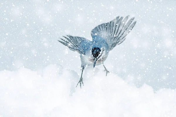 Χειμερινή Φύση Και Πουλί Λευκό Φόντο Της Φύσης — Φωτογραφία Αρχείου