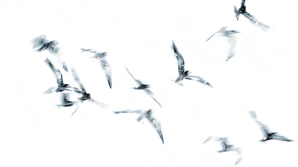Ιπτάμενα Πουλιά Ιστορικό Αφηρημένης Φύσης — Φωτογραφία Αρχείου