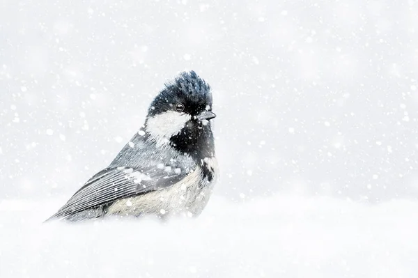 Winter Nature Birds White Nature Background Bird Coal Tit Periparus — Stockfoto