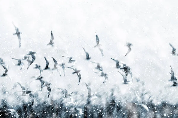 Létající Ptáci Abstraktní Přírodní Pozadí — Stock fotografie