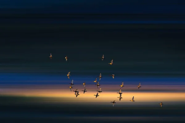 Летающие Птицы Кинематографический Абстрактный Фон — стоковое фото