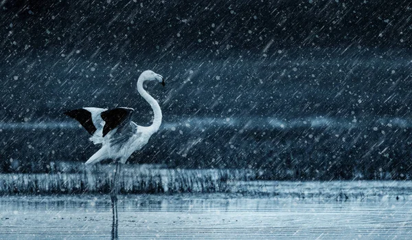 Météo Pluvieuse Flamant Rose Contexte Naturel — Photo