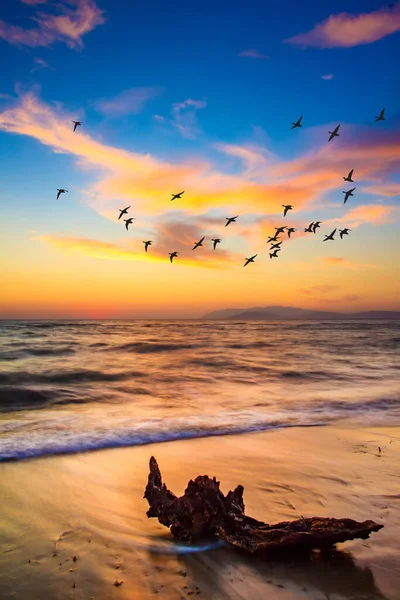 Sonnenuntergang Natur Fliegende Vögel Hintergrund Natur — Stockfoto