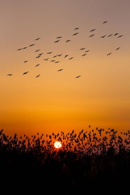 Günbatımı doğası. Uçan kuşlar. Doğa arkaplanı.