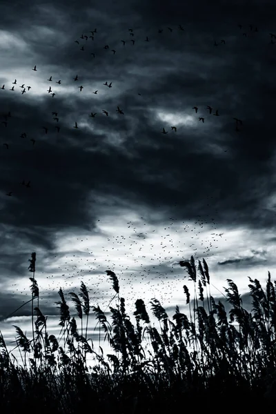 Літаючі Птахи Кінематографічний Абстрактний Фон Природи — стокове фото