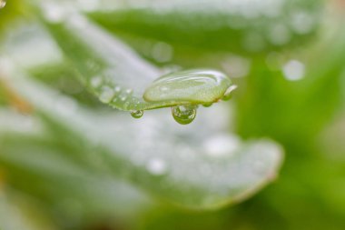 Çiy damlalı yeşil yapraklar