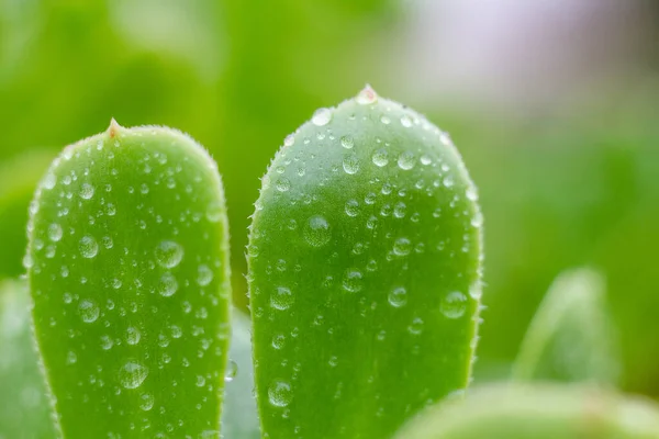 Grüne Blätter Mit Tautropfen — Stockfoto