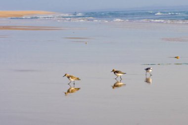 Sarı kumsaldaki küçük kuşlar