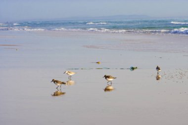 Sarı kumsaldaki küçük kuşlar